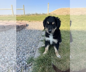 Australian Retriever Puppy for sale in DILLON, MT, USA