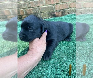 Labrador Retriever Puppy for sale in OSYKA, MS, USA
