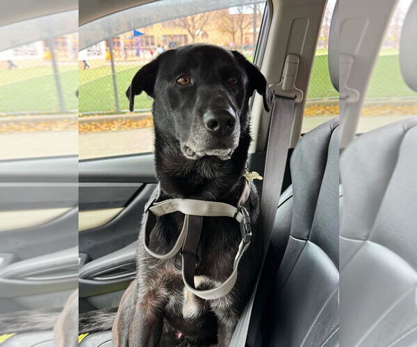 Medium Photo #10 Labrador Retriever-Unknown Mix Puppy For Sale in Lakewood, CO, USA