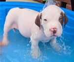Small #3 American Bully