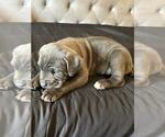 Puppy Puppy 5 Cane Corso