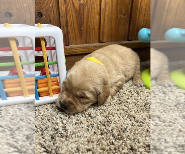 Medium Photo #1 Golden Retriever Puppy For Sale in NEOLA, WV, USA