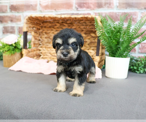 Schnauzer (Miniature) Puppy for sale in SYRACUSE, IN, USA