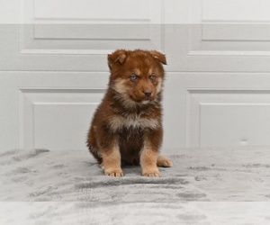 German Shepherd Dog-Siberian Husky Mix Puppy for sale in MILLERSBURG, OH, USA