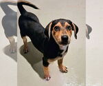 Small #4 Catahoula Leopard Dog-Rottweiler Mix