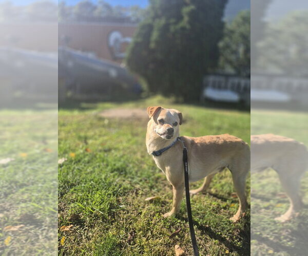 Medium Photo #1 Chihuahua-Unknown Mix Puppy For Sale in Elmsford, NY, USA