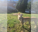 Buki - Male Chihuahua-Unknown Mix Dog for Adoption - Small photo