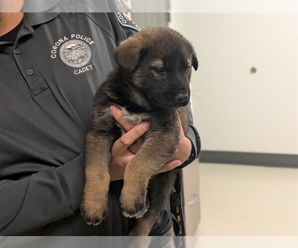 Medium Photo #1 German Shepherd Dog-Unknown Mix Puppy For Sale in Corona, CA, USA