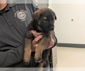 German Shepherd Dog-Unknown Mix Dogs for adoption in Corona, CA, USA