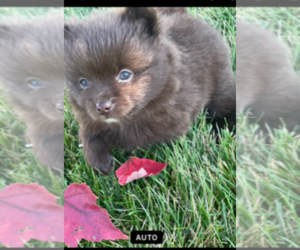 Pomeranian Puppy for sale in EXCELSIOR SPRINGS, MO, USA