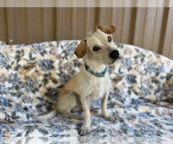 Medium Photo #12 Chihuahua-Unknown Mix Puppy For Sale in Princeton, MN, USA