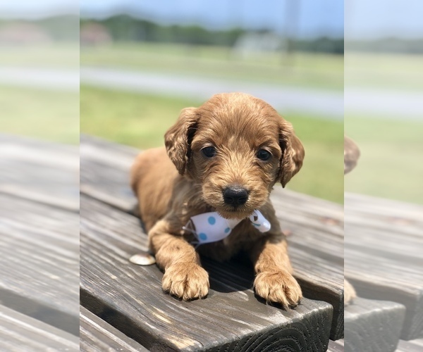 Medium Photo #9 Goldendoodle Puppy For Sale in KISSIMMEE, FL, USA