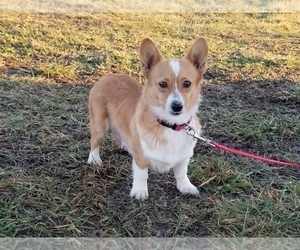 Mother of the Pembroke Welsh Corgi puppies born on 01/13/2020