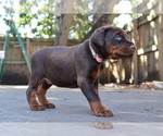 Small #2 Doberman Pinscher