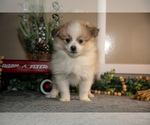 Small Photo #12 Pom-A-Poo Puppy For Sale in NAPPANEE, IN, USA