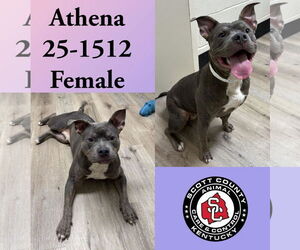 Mutt Dogs for adoption in Georgetown, KY, USA