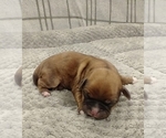 Small Photo #48 Puggle-Shih Tzu Mix Puppy For Sale in NEW YORK MILLS, MN, USA
