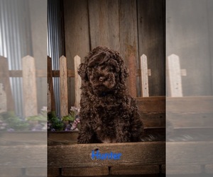 Miniature Labradoodle Puppy for sale in STURGIS, KY, USA
