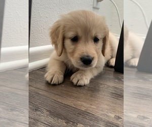 Golden Retriever Puppy for sale in CARLSBAD, CA, USA