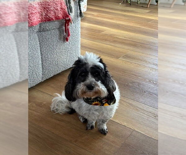 Medium Photo #4 Coton de Tulear Puppy For Sale in Fort Wayne, IN, USA