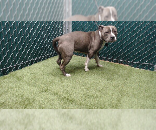 Medium Photo #1 Mutt Puppy For Sale in Downey, CA, USA