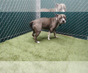 Mutt Dogs for adoption in Downey, CA, USA