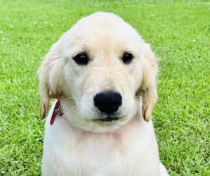 Golden Retriever Puppy for Sale in DONIPHAN, Missouri USA