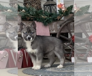 Siberian Husky Puppy for sale in BEAVER, OH, USA