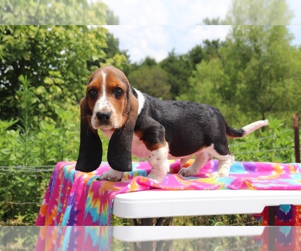 Medium Photo #5 Basset Hound Puppy For Sale in UNION CITY, TN, USA