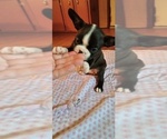 Small Photo #12 Boston Terrier Puppy For Sale in LIVERPOOL, TX, USA