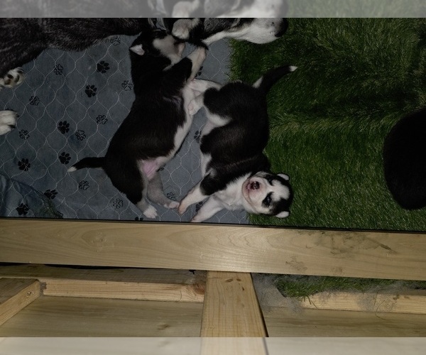 Medium Photo #107 Siberian Husky Puppy For Sale in ALTON, IL, USA