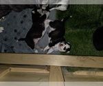 Small #32 Siberian Husky