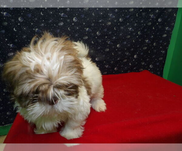 Medium Photo #2 Shih Tzu Puppy For Sale in PATERSON, NJ, USA