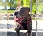 Small #6 American Pit Bull Terrier Mix