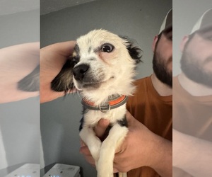 Chihuahua Puppy for Sale in CARMI, Illinois USA