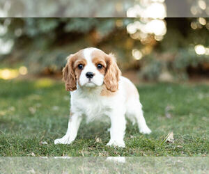Medium Cavalier King Charles Spaniel