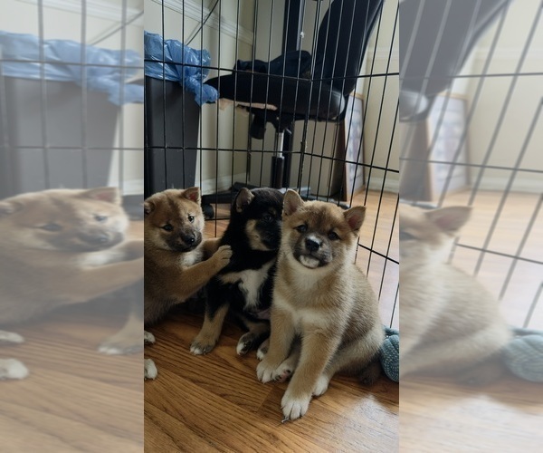 Medium Photo #5 Shiba Inu Puppy For Sale in LOS ANGELES, CA, USA