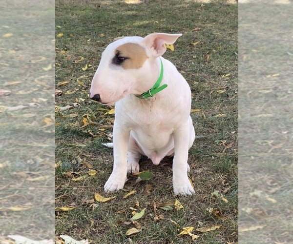 Medium Photo #3 Bull Terrier Puppy For Sale in RICHMOND, IN, USA