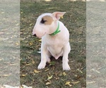 Small Photo #3 Bull Terrier Puppy For Sale in RICHMOND, IN, USA