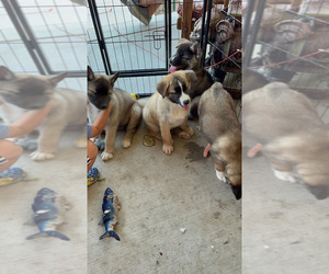 Akita-Alaskan Husky Mix Puppy for sale in SAN JACINTO, CA, USA