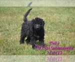 Puppy Molly Goldendoodle (Miniature)