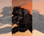 Small #6 Schnauzer (Miniature)
