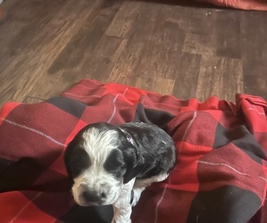 English Springer Spaniel Puppy for Sale in PERRY, Missouri USA