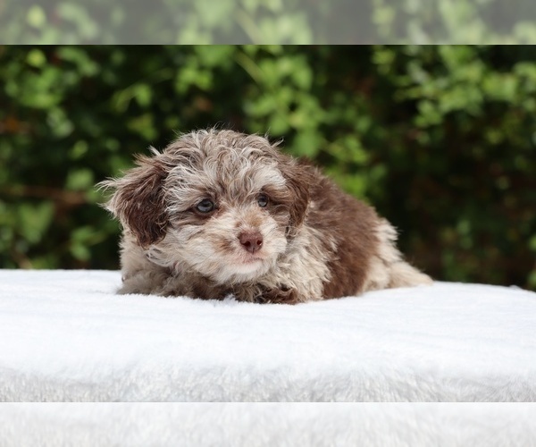 Medium Photo #23 ShihPoo Puppy For Sale in DYERSBURG, TN, USA