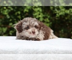 Small #22 ShihPoo