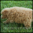 Small Photo #11 Poodle (Miniature) Puppy For Sale in COPPOCK, IA, USA