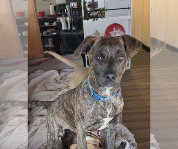 Medium Photo #1 Labrador Retriever-Plott Hound Mix Puppy For Sale in SHERBURNE, NY, USA