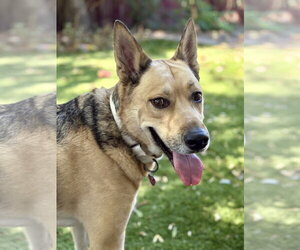 Mortey - Male Rhodesian Ridgeback-Siberian Husky Mix Dog for Adoption - Photo #2