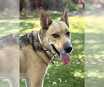 Small #1 Rhodesian Ridgeback-Siberian Husky Mix