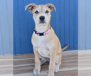 Border Terrier-Labrador Retriever Mix Dogs for adoption in Lakewood, CO, USA